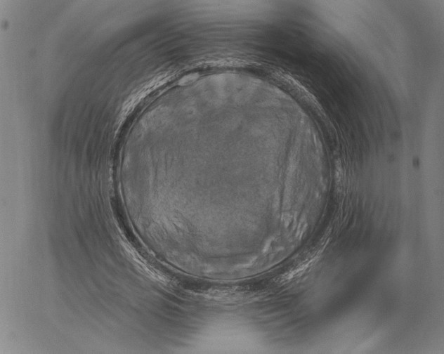 X0000067390725200604211633