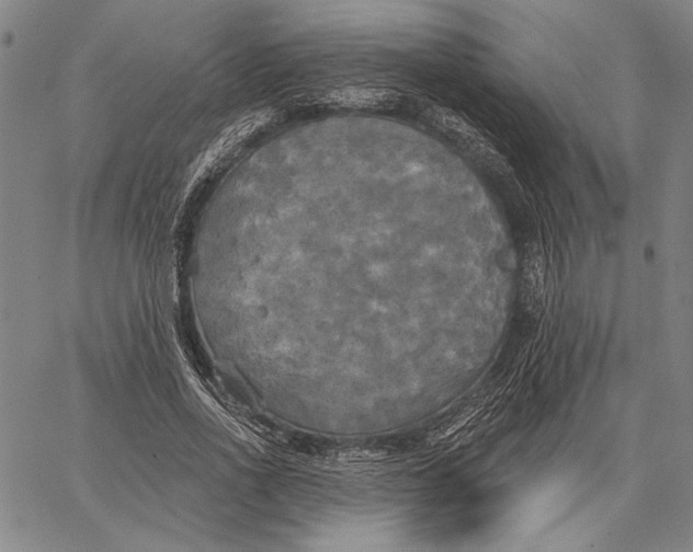 X0000067390734200604211633