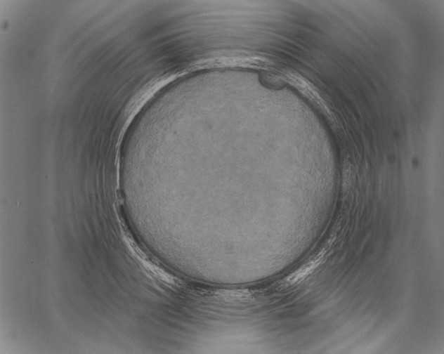 X0000067390844200604211631