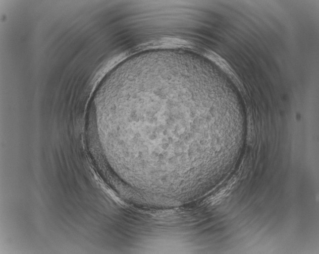 X0000067390850200604211631