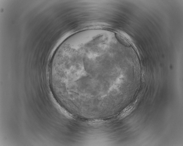 X0000067390859200604211632