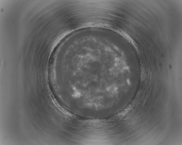 X0000067390896200604211630