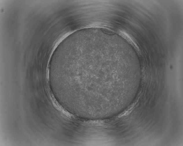 X0000067390900200604211630