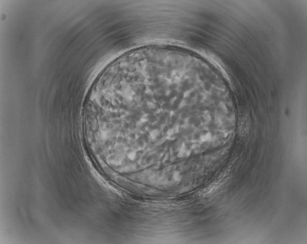 X0000067390903200604211630