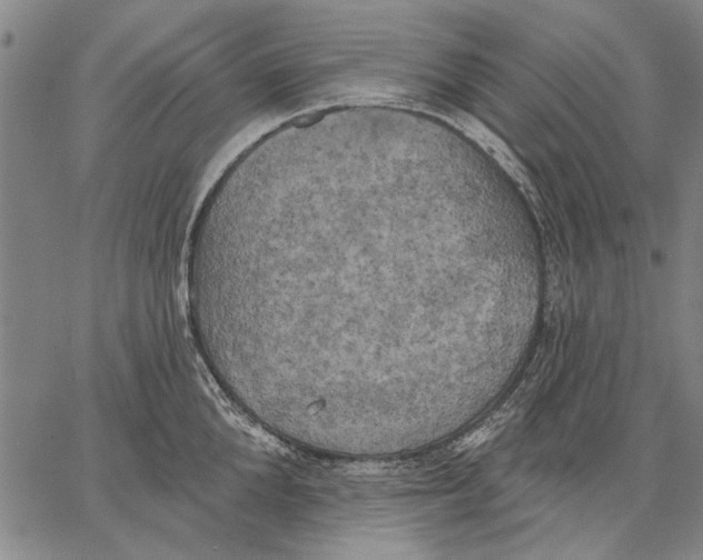 X0000067390904200604211630