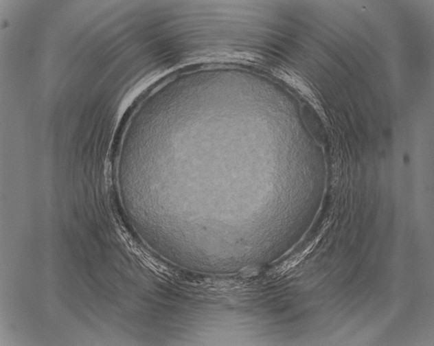 X0000067390928200604211630