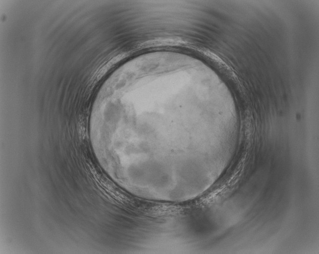 X0000067390929200604211630