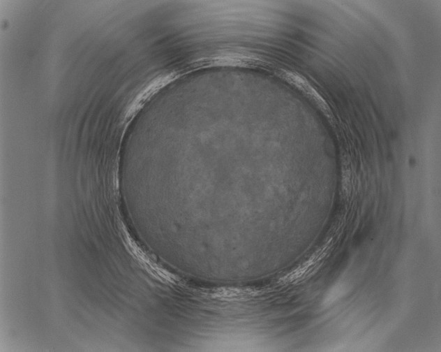 X0000067390938200604211630