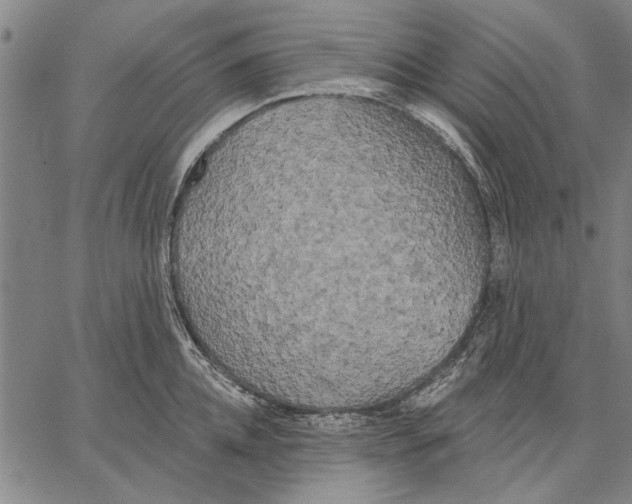 X0000067390952200604211630