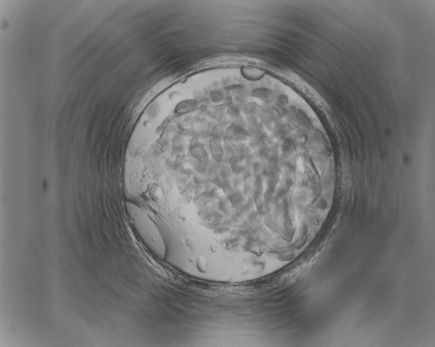 X0000067390953200604211630