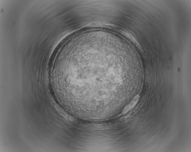 X0000067390976200604211629