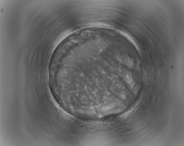 X0000067390999200604211629