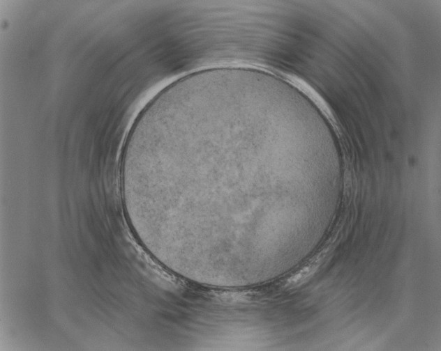 X0000067391004200604211629