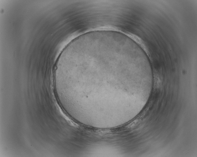 X0000067391006200604211629