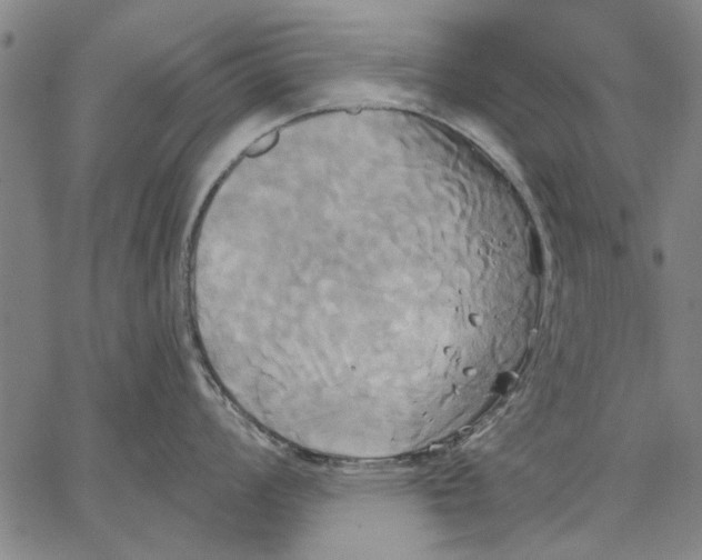 X0000067391008200604211628