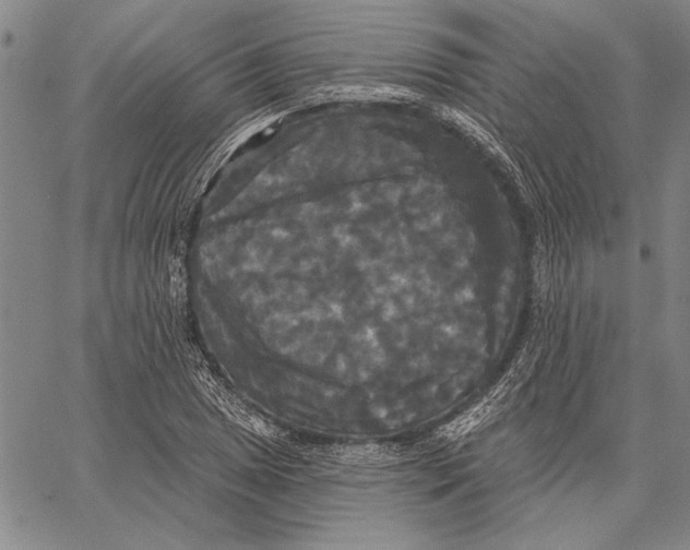 X0000067391025200604211628