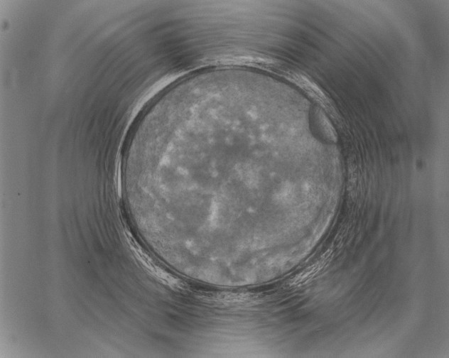 X0000067391036200604211628