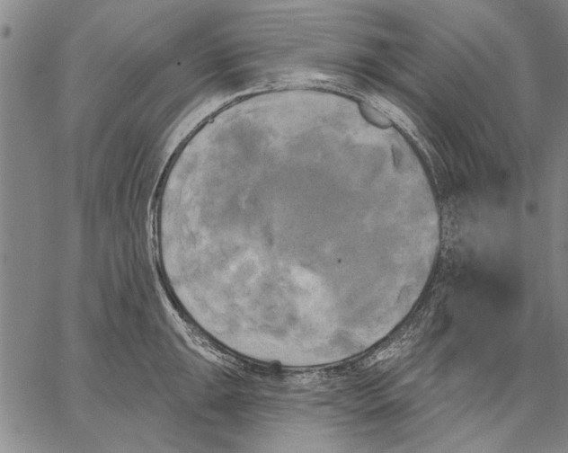 X0000067391047200604211628