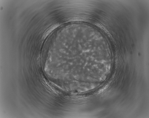 X0000067391121200604211626