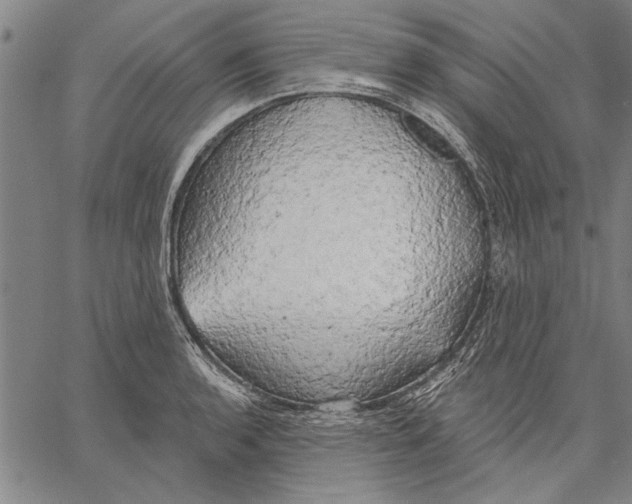 X0000067391136200604211627