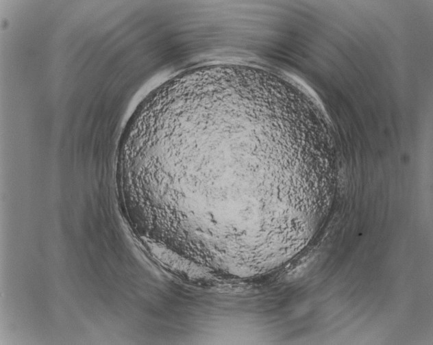 X0000067391146200604211627