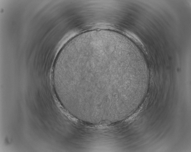 X0000067391190200604211626