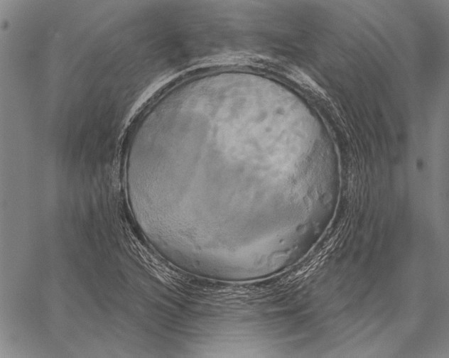 X0000067391216200604211625