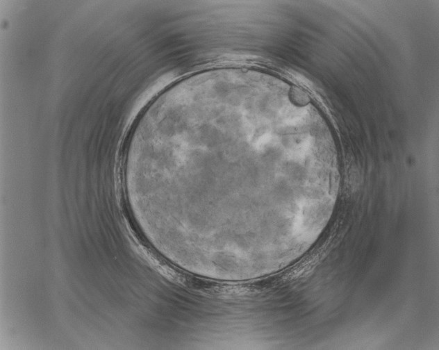 X0000067391235200604211625