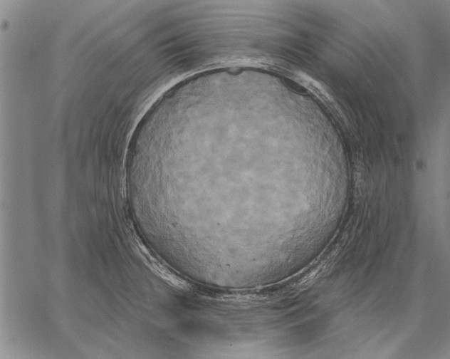 X0000067391236200604211625