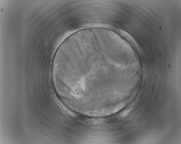 X0000067391244200604211625