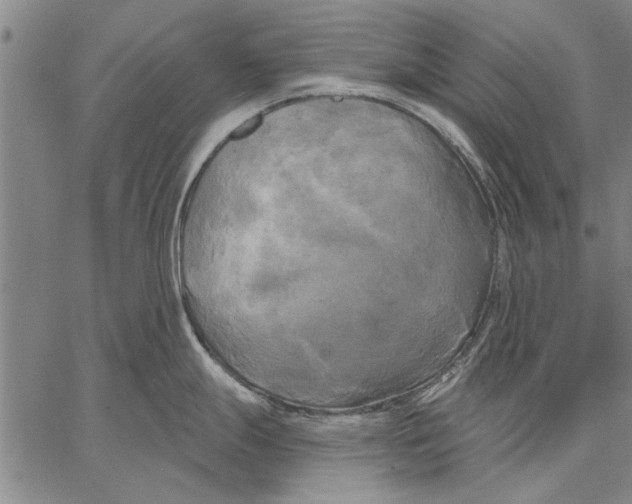 X0000067391247200604211625