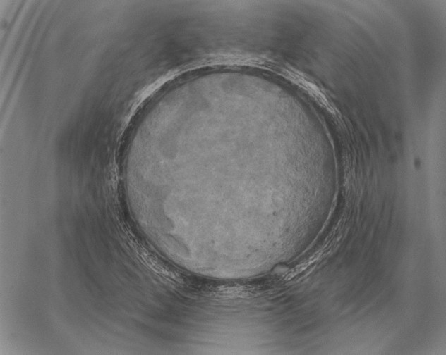 X0000067391264200604211624