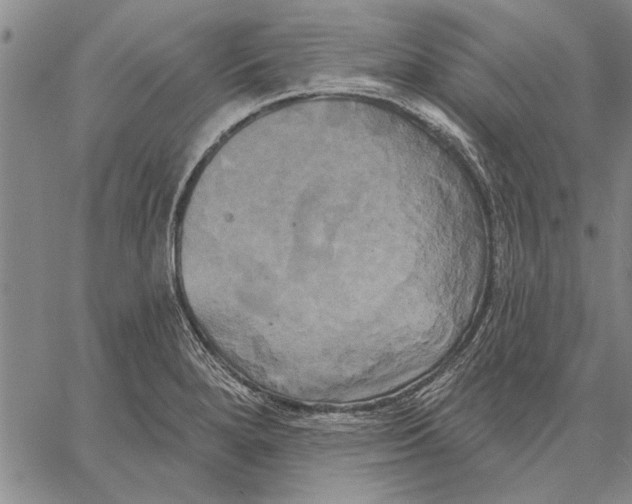 X0000067391280200604211624