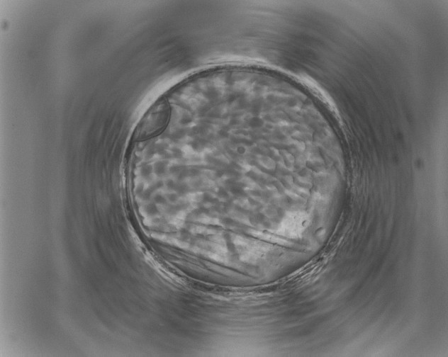 X0000067391287200604211624