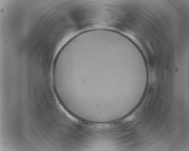 X0000067391294200604211624