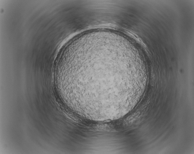 X0000067391316200604211623