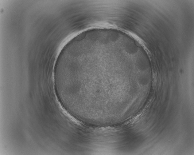 X0000067391335200604211624