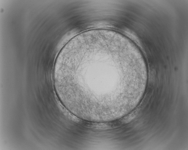 X0000067391338200604211624