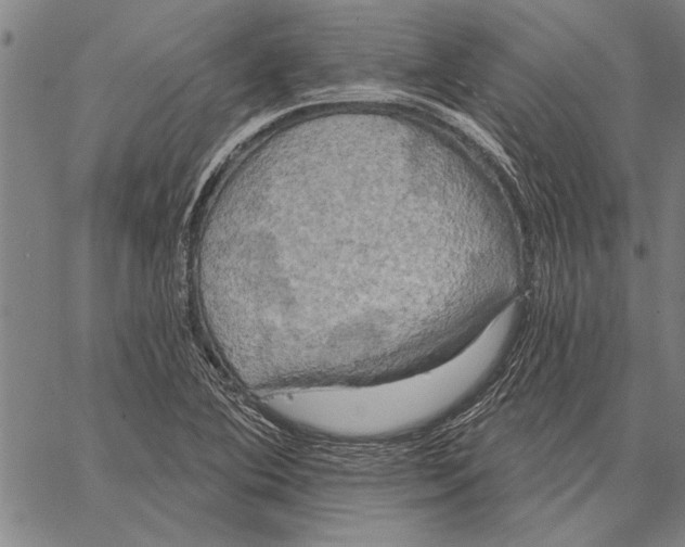 X0000067391364200604211623