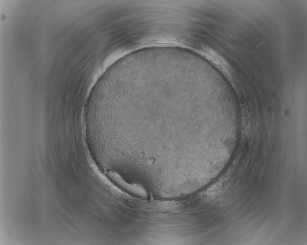 X0000067391382200604211622