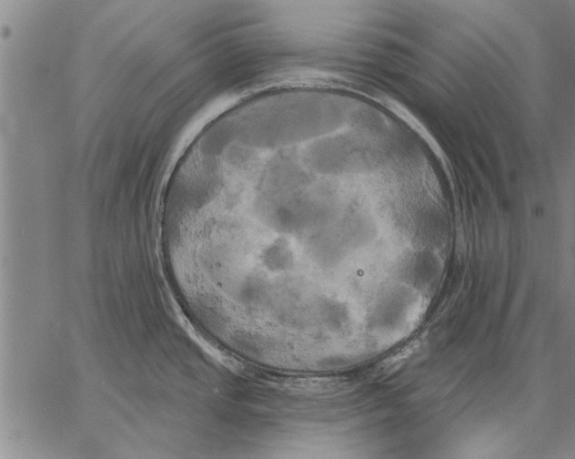 X0000067391437200604211622