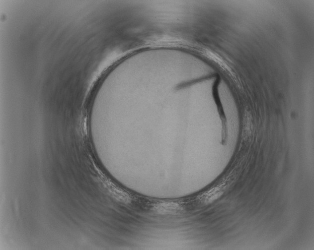 X0000067391462200604211621