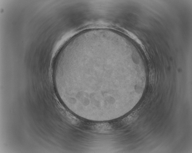 X0000067391464200604211621