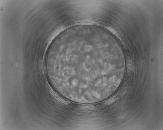 X0000067391466200604211621