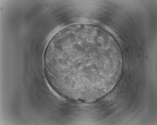 X0000067391479200604211621