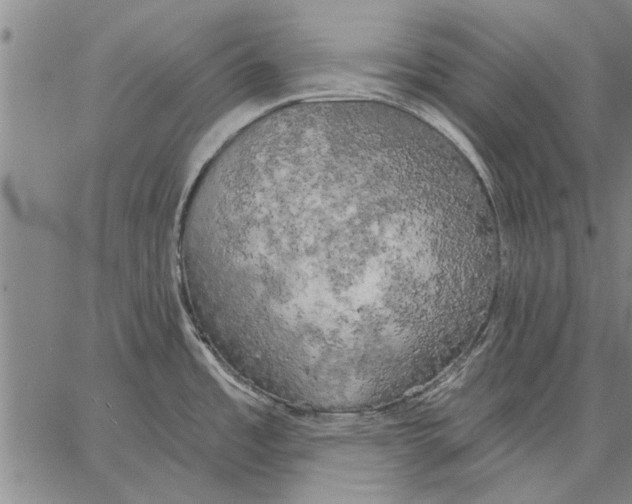 X0000067391485200604211621