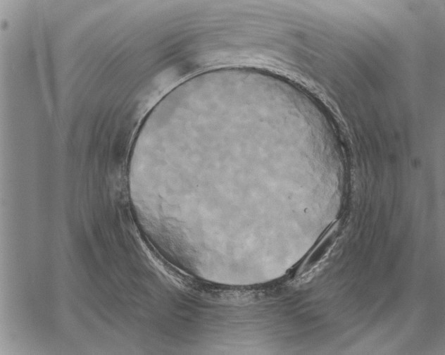 X0000067391521200604211620