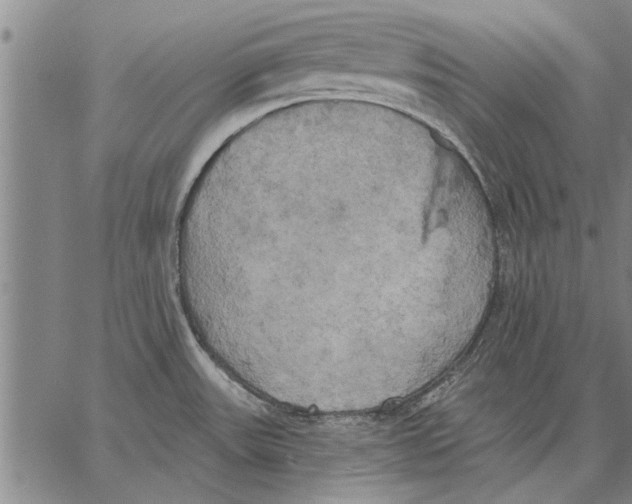 X0000067391531200604211620