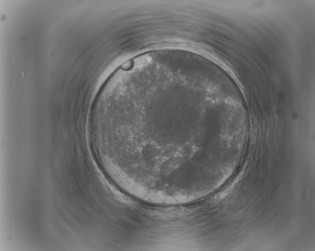 X0000067391533200604211620