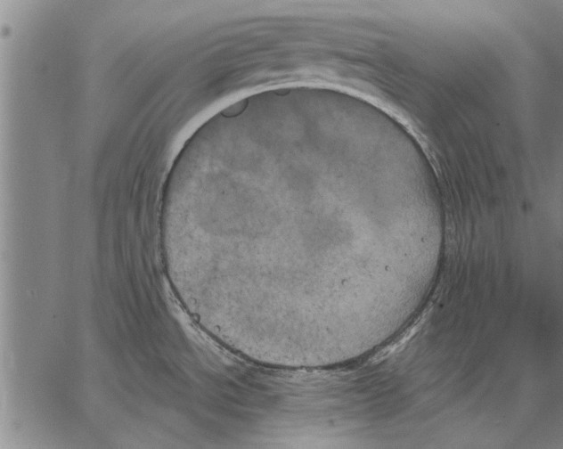 X0000067391534200604211620